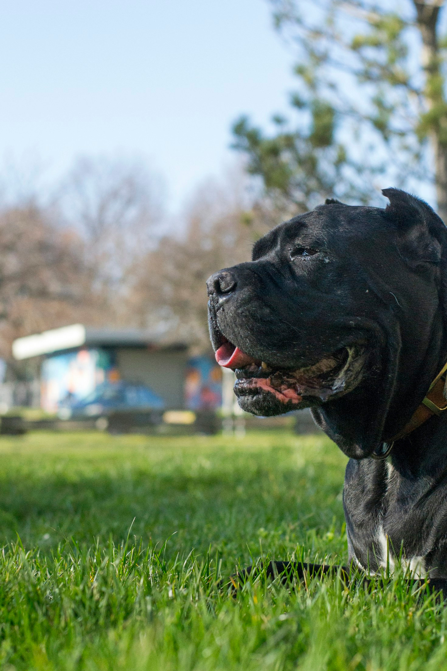 How to Build a Lasting Bond with Your Cane Corso