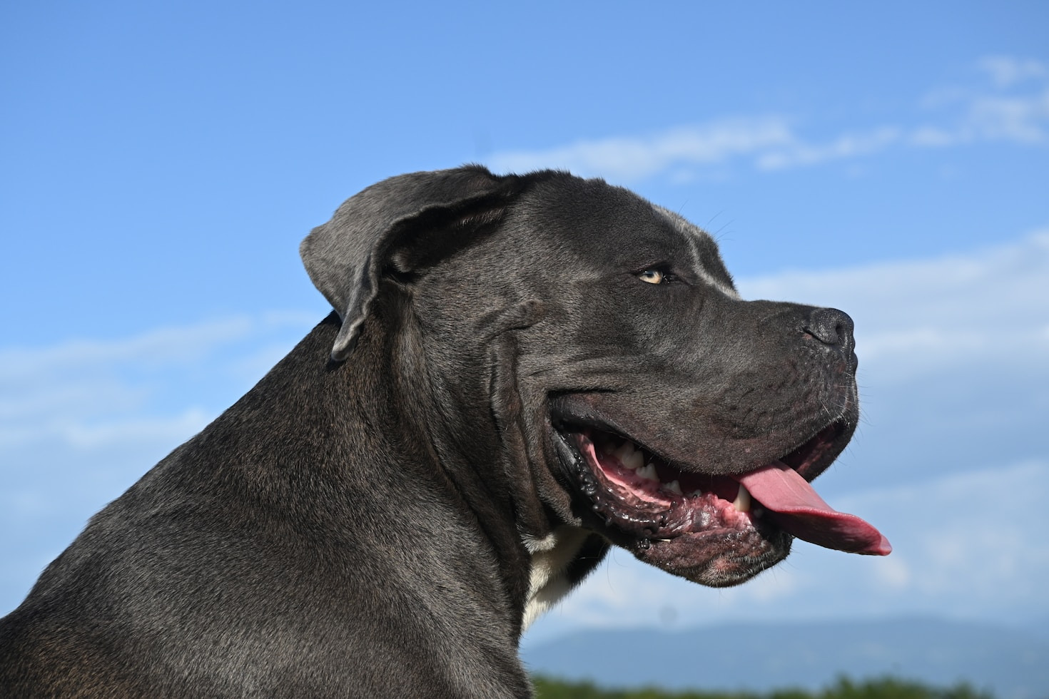 Cane Corso Health and Nutrition: A Comprehensive Guide