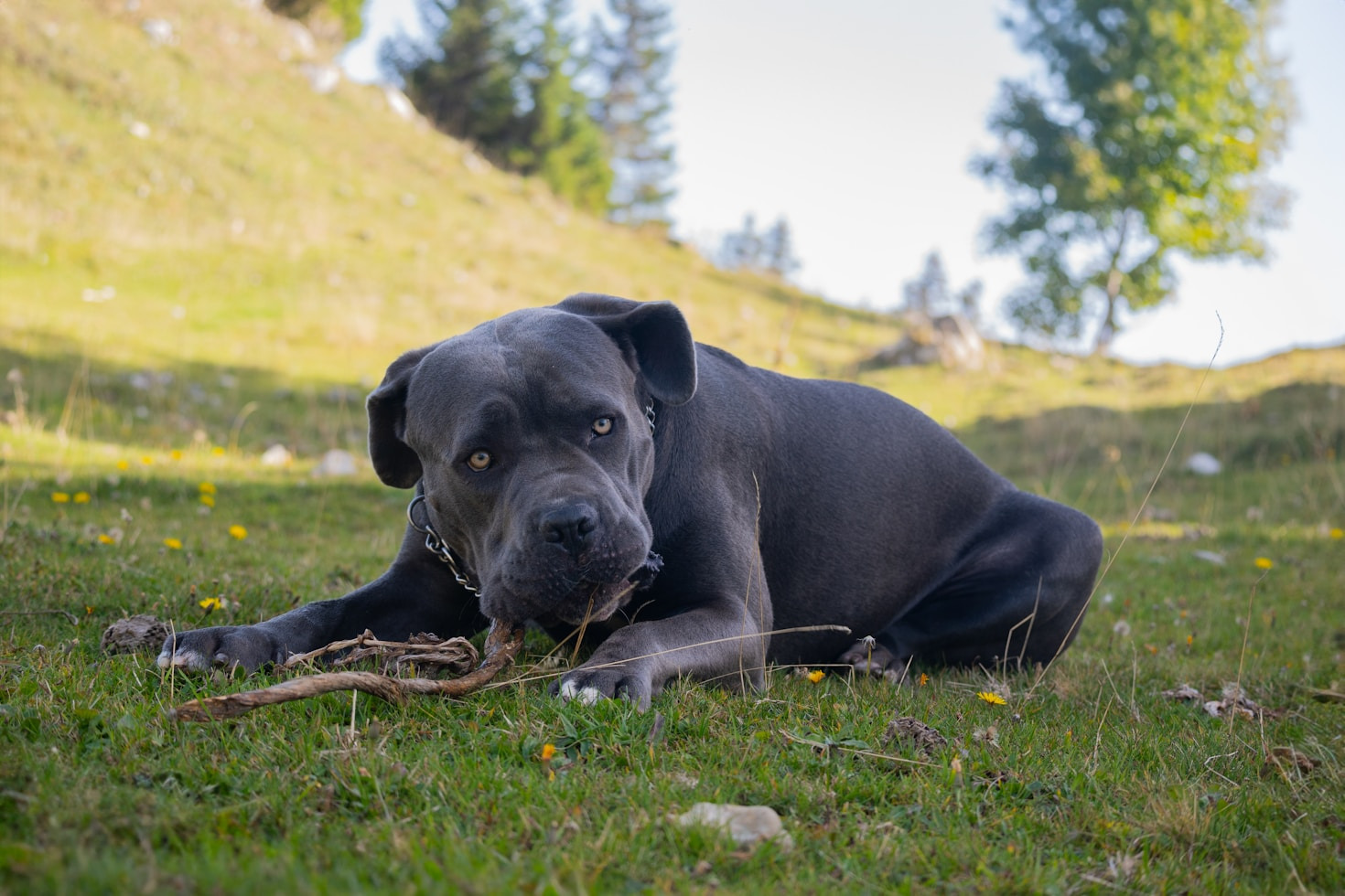 Why Cane Corsos Make Incredible Family Companions