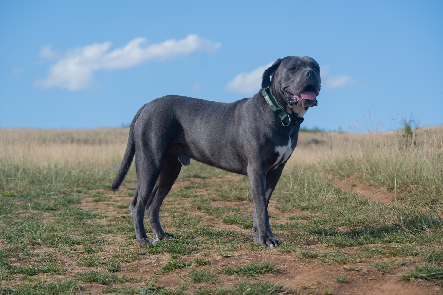 Training Mistakes to Avoid with Your Cane Corso