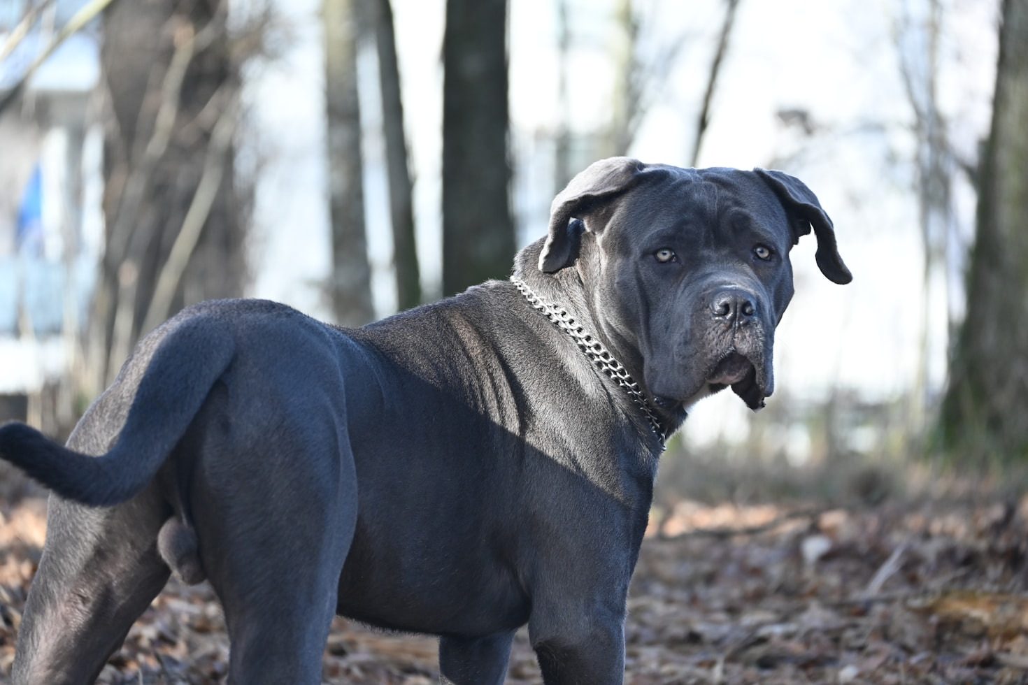 Preparing Your Home for a New Cane Corso Puppy